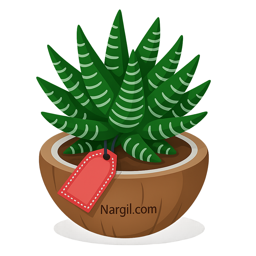  Nargil - gasterhaworthia